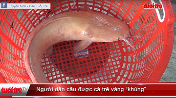 Người dân câu được cá trê vàng “khủng”  | Truyền Hình - Báo Tuổi Trẻ
