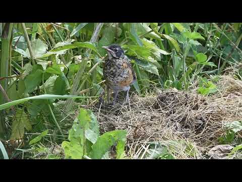 Baby Robin 