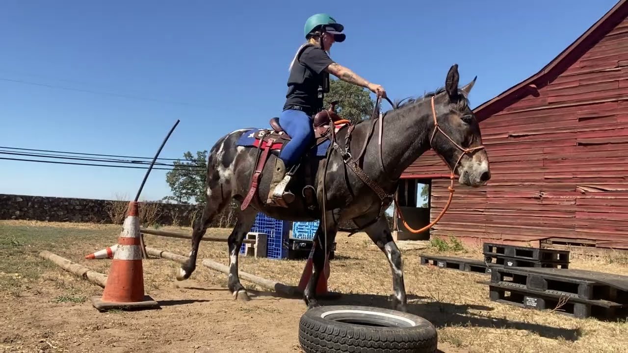 Mule First Time Bridleless Riding with Neck Rope Only 