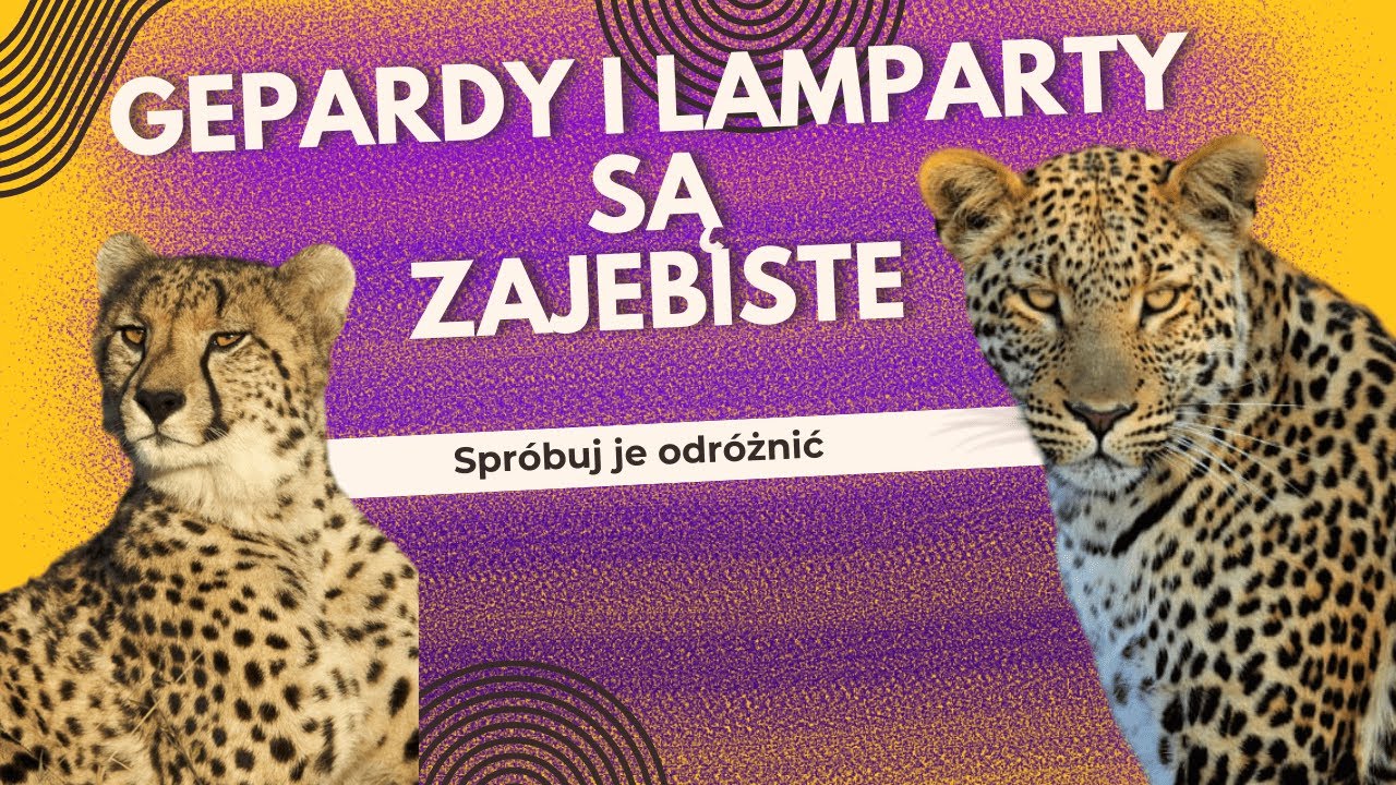 Dlaczego lamparty i gepardy są zajebiste
