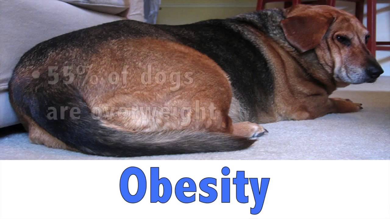 Phycox Max For Overall Wellness In Mature Dogs