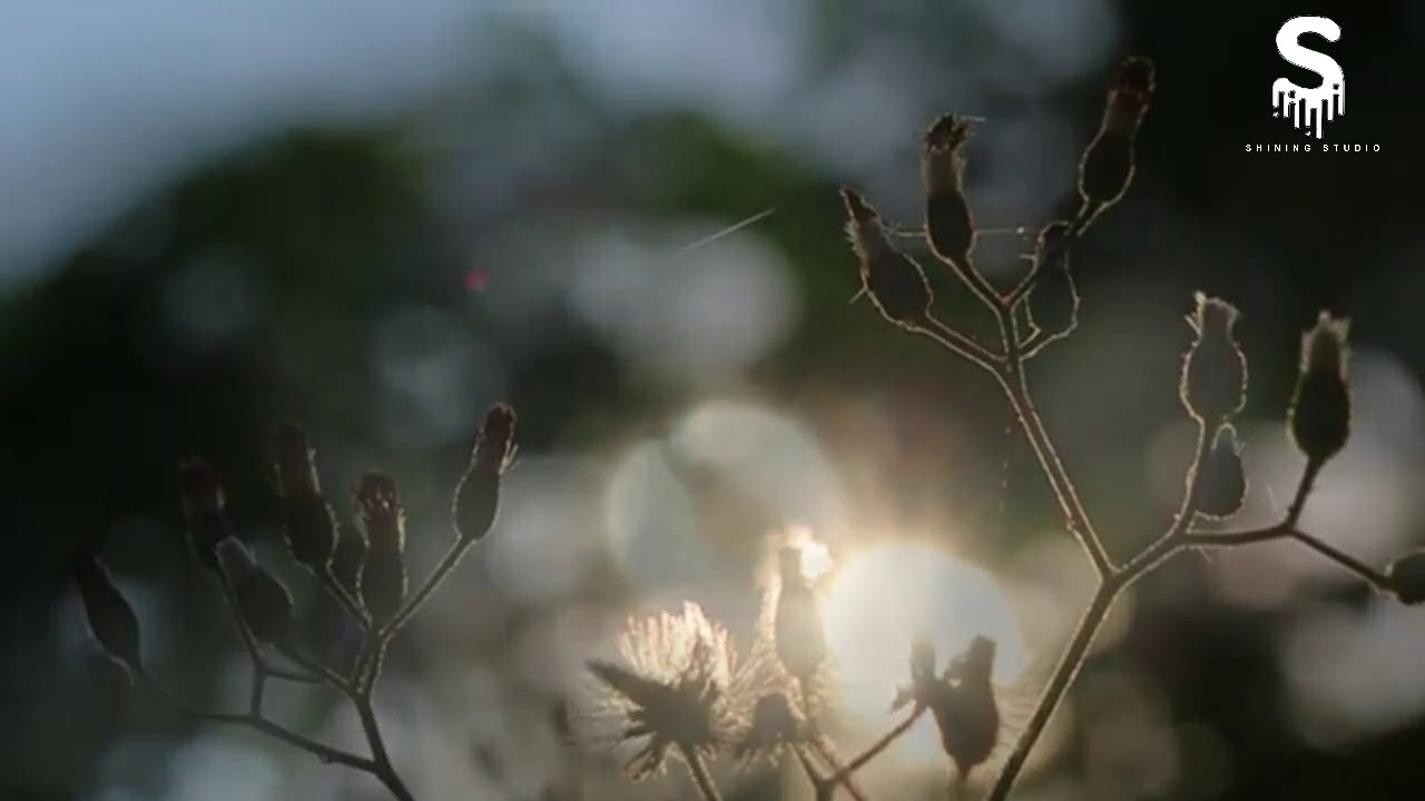 Study Music | Relaxing Studying Music | Brain Power | Focus Concentration Music | shining studio