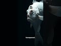 The Abyss Never Sleeps: Bioluminescent Beings That Shouldn't Glow