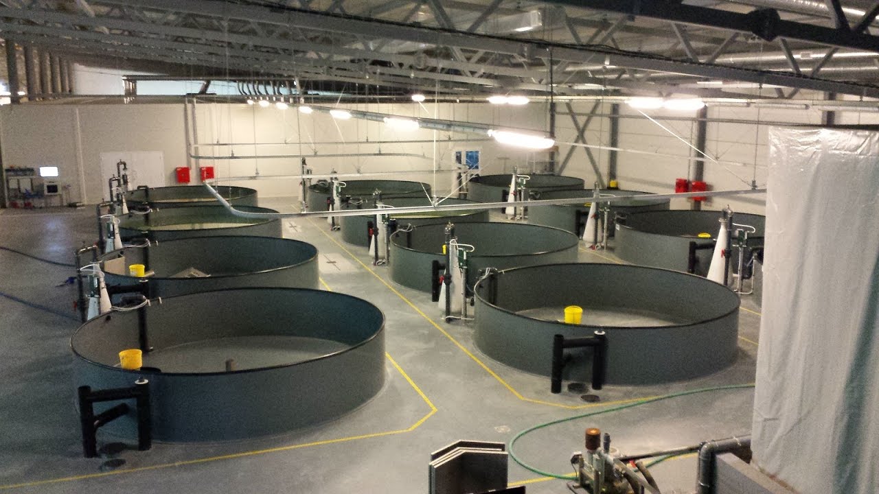 Hesy Aquaculture B.V. Kalaranta Russia Project