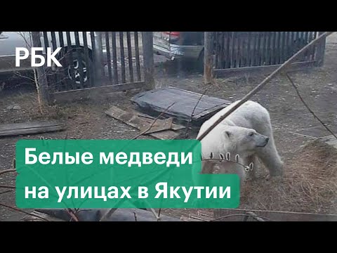 Якутию атакуют полярные медведи. Хищники крадут еду, залезают в жилье и пугают людей