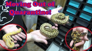Sweet Tooth We show off our Candy Ball Pythons and other acquisitions. Spotnose Leopard Het Clown!