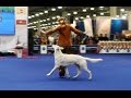 Танцы с собаками &quot;Россия - 2014&quot;. Dog Dancing. Canine Freestyle.