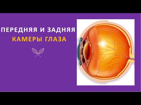 5. Передняя и задняя камеры глаза