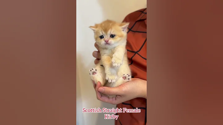 Watch the video about Scottish Straight Golden Kirby