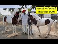 Marwari kathiyawadi mix cross  breed horse  ram ji tadawada charbhuja rajsamand horses 