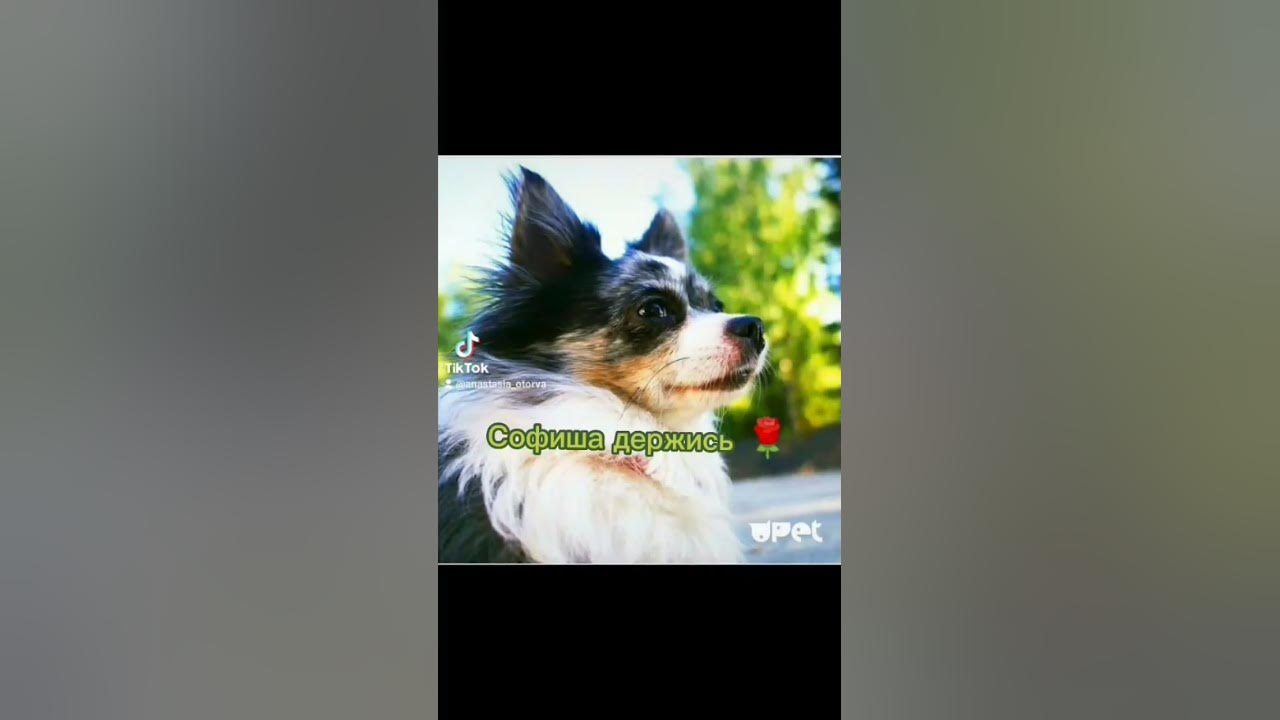 Мэджик петс Софи ️ - YouTube