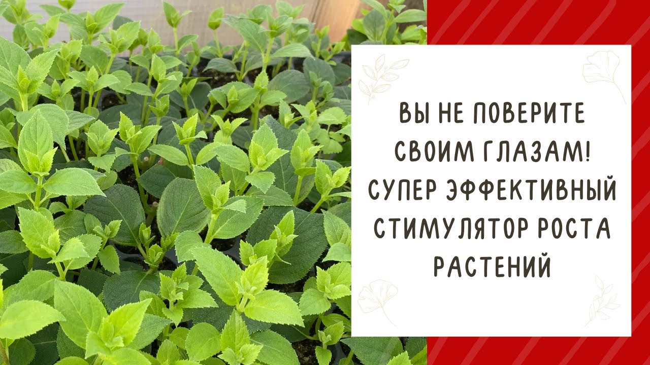 НЕДОРОГОЙ И ЭФФЕКТИВНЫЙ: НОВЫЙ СТИМУЛЯТОР РОСТА РАСТЕНИЙ УДИВИТ ВСЕХ ...