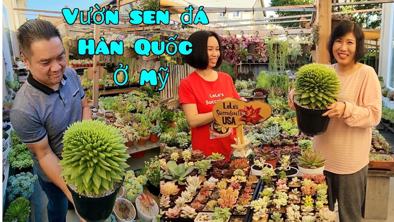 Thăm vườn sen đá Hàn Quốc lớn của em Le ở miền Bắc Cali