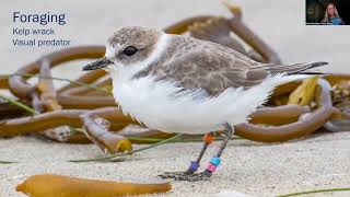 Art and Conservation: Snowy Plovers