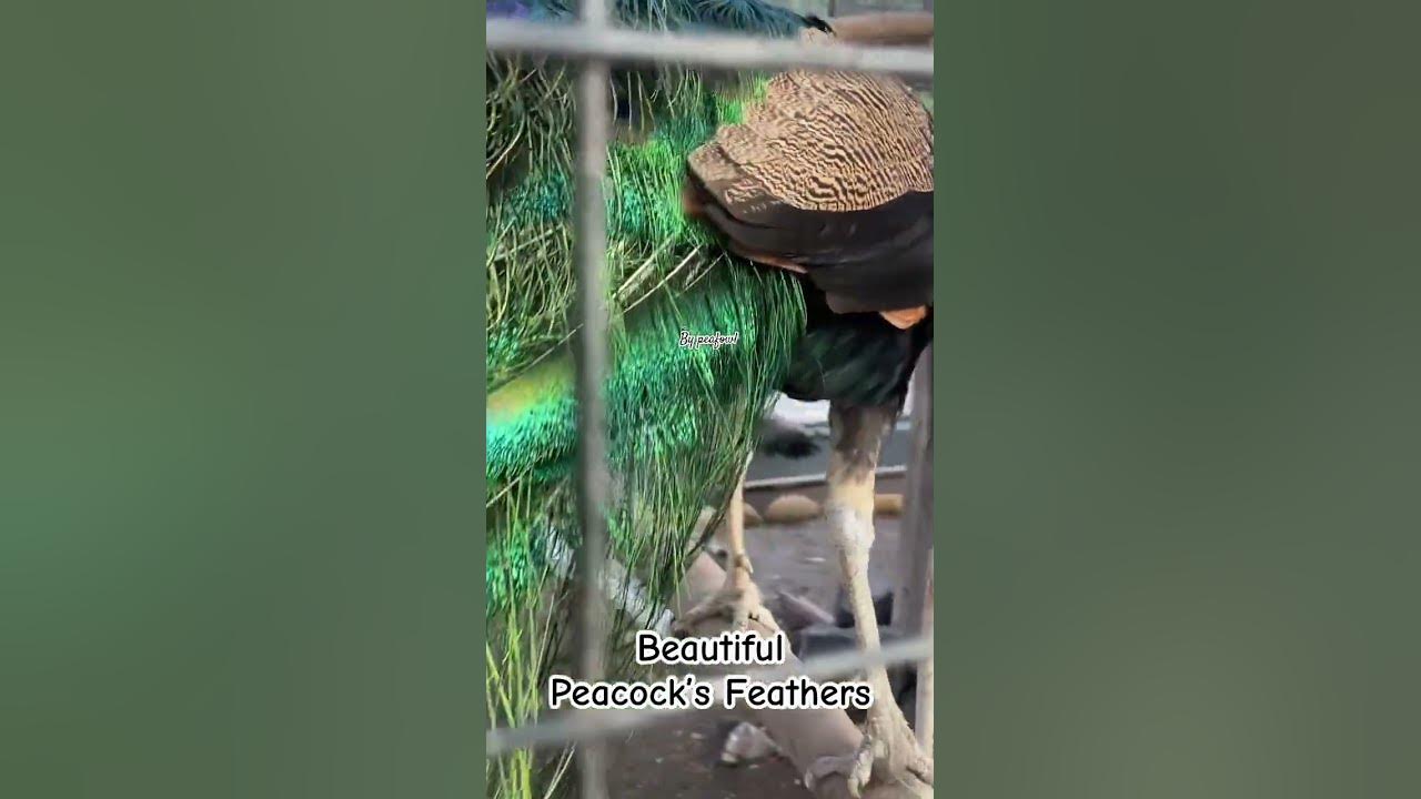 Beautiful Peacock’s Feathers #amazing #animals #bluepeafowl #peacock #feather #sobeautiful #lovely