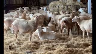 Катумская порода овец - круглогодичное вольерное содержание на улице в любых климатических условиях