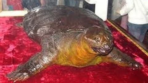 Mấy ai biết Cụ Rùa trong đền Ngọc Sơn có gì đặc biệt, là thật hay giả?