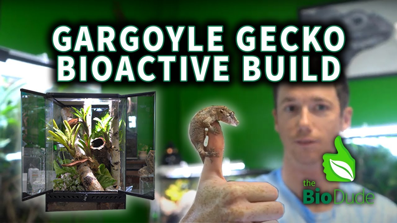 How to Build a Tropical Bioactive Terrarium for a Gargoyle Gecko