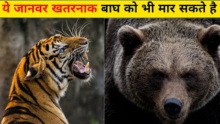 Untamed Showdowns: 5 Incredible Animals That Can Overpower a Tiger!