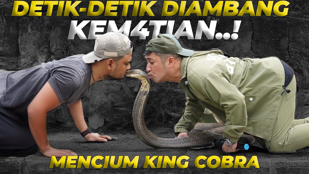 PERTAMA KALI DALAM HIDUP, GW DAN PANJI PETUALANG MENCIUM KING COBRA..!