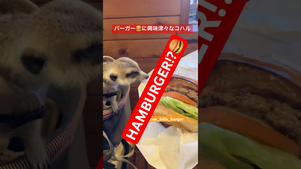 バーガー🍔を見つめるコハル 