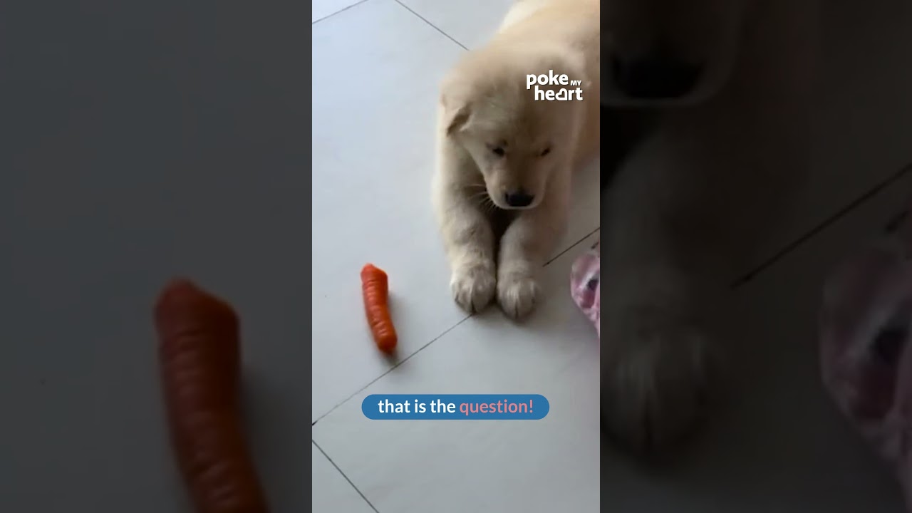 Curious puppy mode activated! 🐾🥕