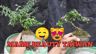 PRUNNING BONSAI MAME BEAUTY TAIWAN | BONSAI INDONESIA