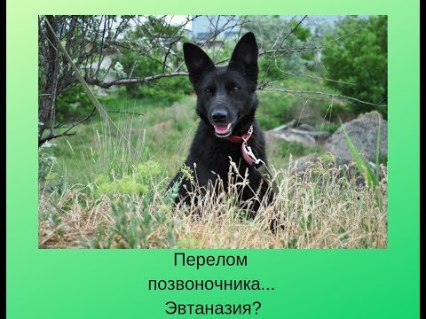 Перелом позвоночника... Эвтаназия?