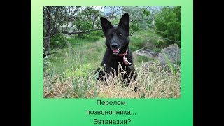 Перелом позвоночника... Эвтаназия? История Ночки. Перелом позвоночника... Эвтаназия? История Ночки.