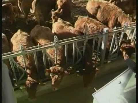 Carro mezclador horizontal Unifeed MT-20 de Tatoma dairy cow