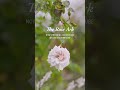 Watch Now: A new film about our rose preservation efforts