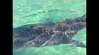 سمكة القرش البتان المسالمة تزور مشروع ايلة