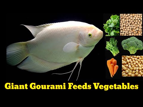 Gourami Feeding