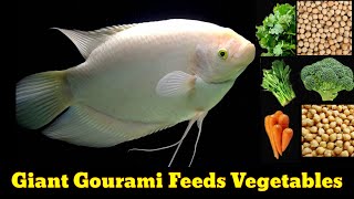 Giant Gourami Feeds Veggies Giant Gourami Feeding