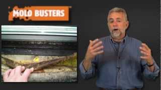 Basement Mold Removal