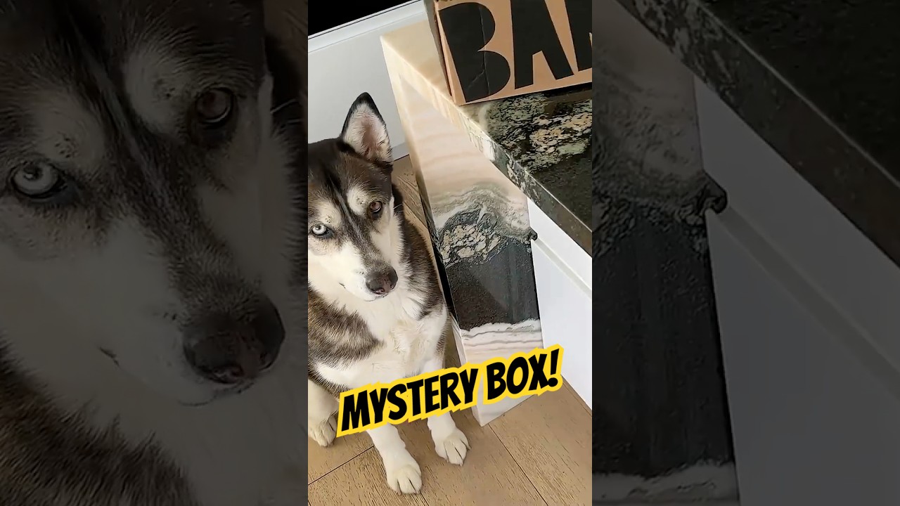 Dog Mystery Box Unboxing!
