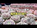 10月19日(日)21：00販売✨販売苗のご紹介✨