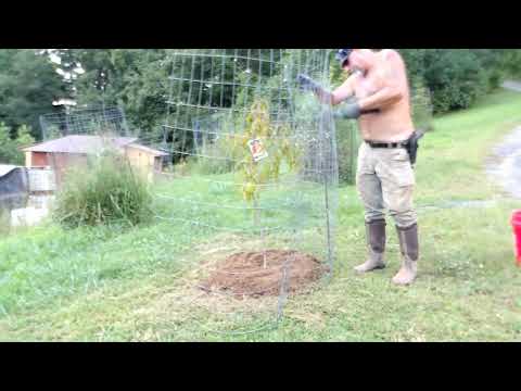 Getting the fruit trees in better shape.