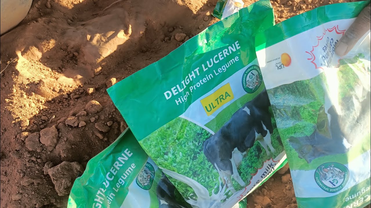 Habka  Loo Beero calafyada Seedka (Miraha) +254717446236. Planting pasture seeds