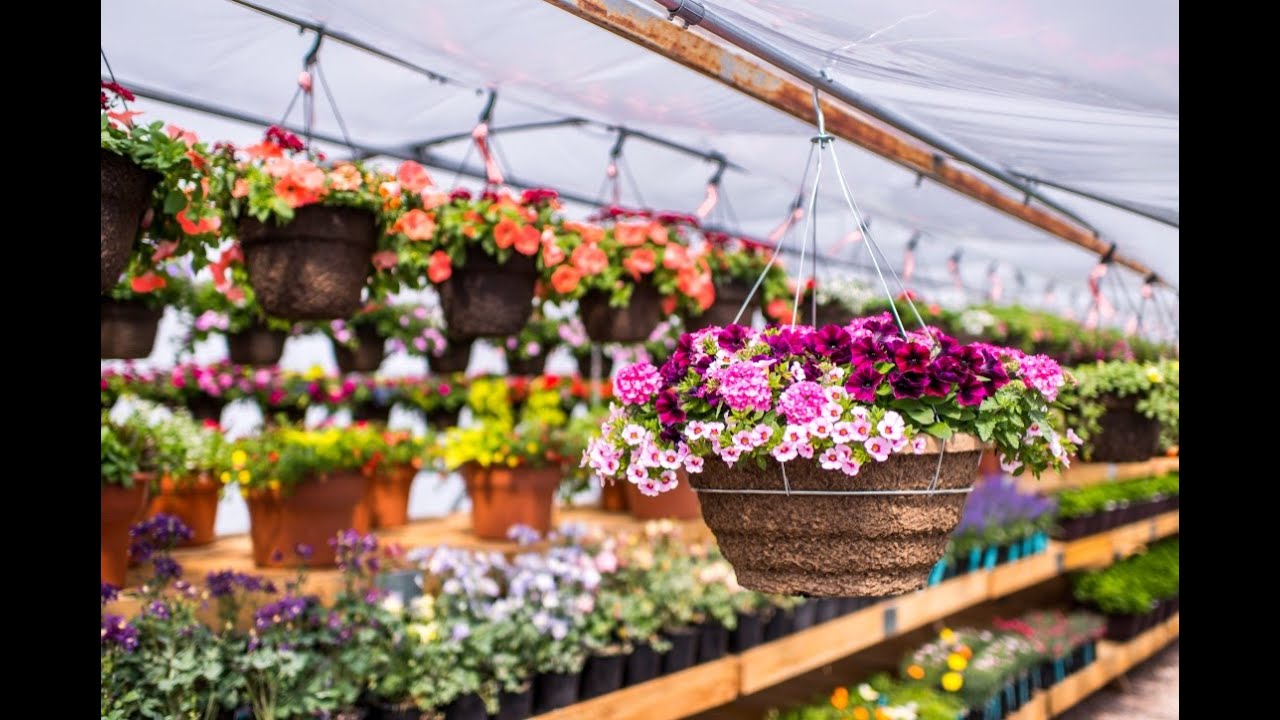 Featured item Hanging Baskets YouTube