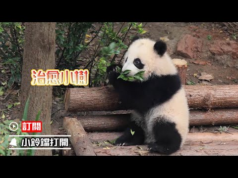 《熊貓主題趴》熊貓治愈小樹 | iPanda熊貓頻道