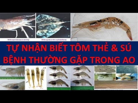 Video TỔNG HỢP CÁC LOẠI BỆNH NGUY HIỂM CHO TÔM THẺ CHÂN... - youtube