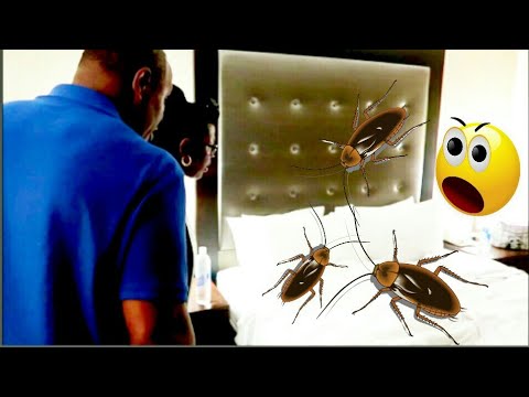 COCKROACHES IN THE BED PRANK - YouTube