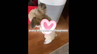 This Dog's First Walk Will Melt Your Heart😭