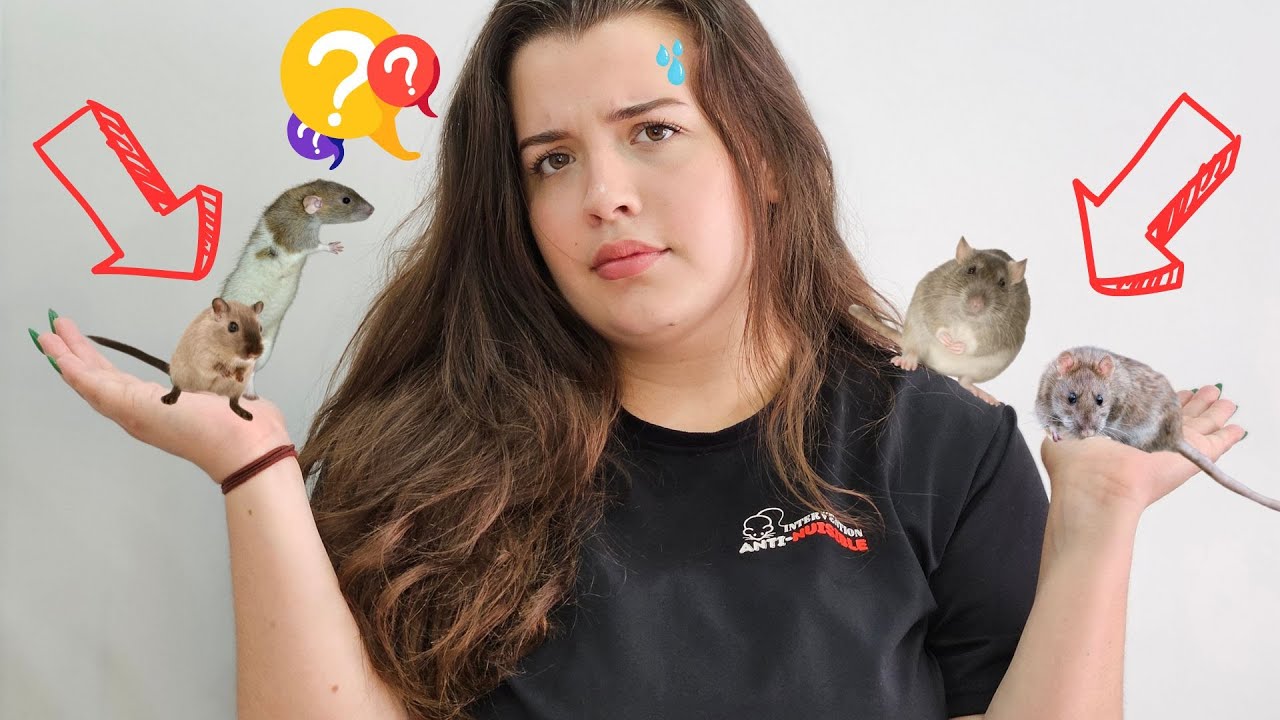 Entreprise de Dératisation. Comment se débarrasser d'une infestation de rongeurs ?