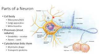 Ch 12: Nervous Tissue