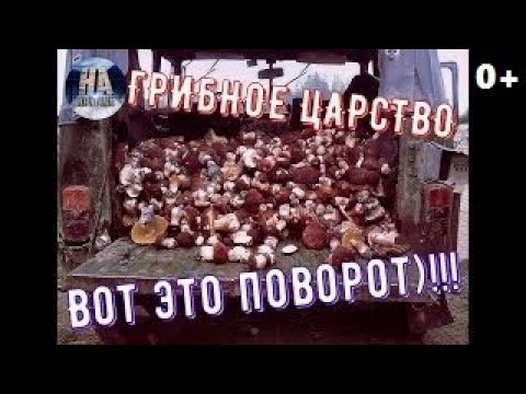 ВОТ ЭТО СКАЗКА!!!БЕЛЫЕ