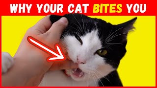 15 Surprising Reasons Why Your Cat Bites You | A Detailed Investigation