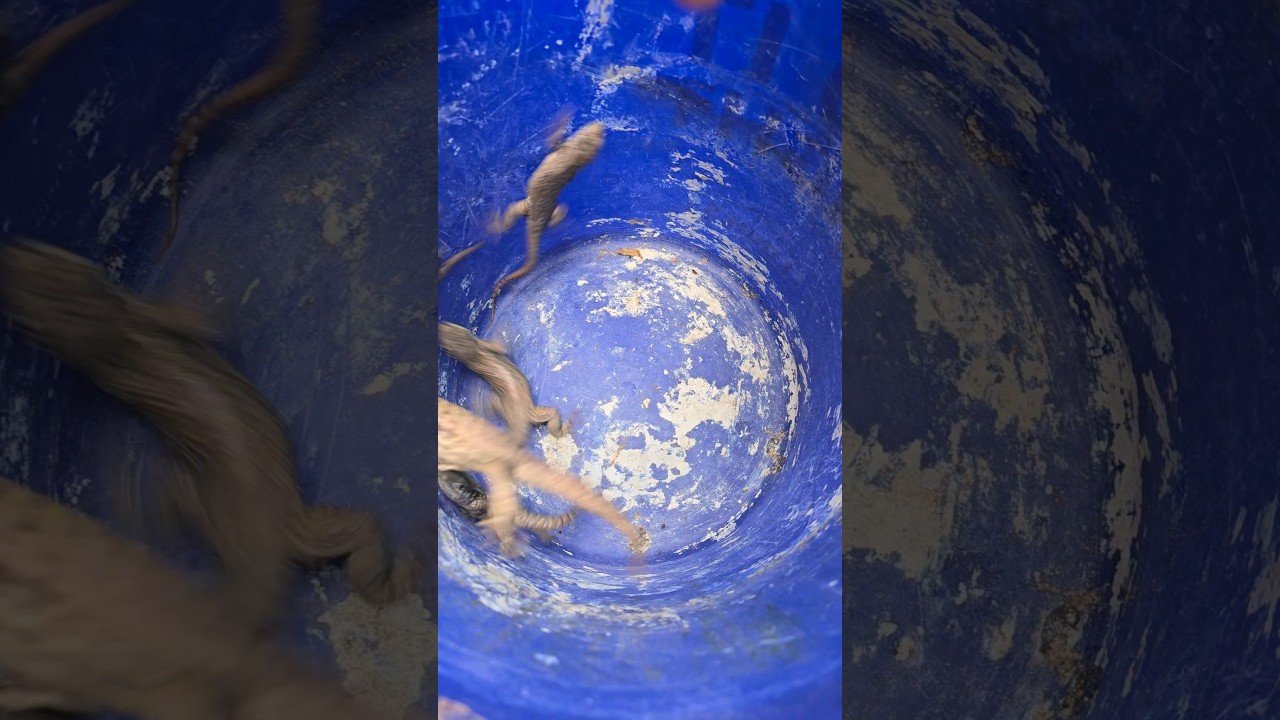 Bucket full of invasives!