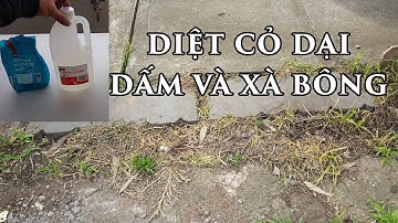 Diệt Cỏ dại bằng dấm và baking soda by toan trinh trong rau diet co